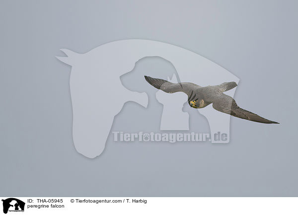 Wanderfalke / peregrine falcon / THA-05945