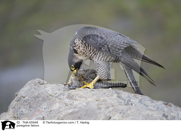 Wanderfalke / peregrine falcon / THA-05946