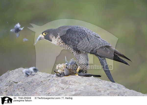 Wanderfalke / peregrine falcon / THA-05948