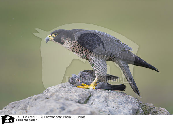 peregrine falcon / THA-05949