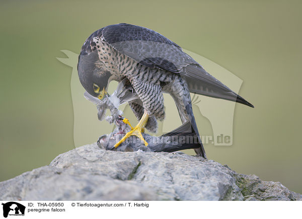 Wanderfalke / peregrine falcon / THA-05950