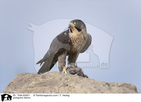Wanderfalke / peregrine falcon / THA-05951