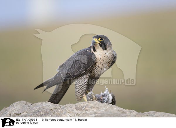 peregrine falcon / THA-05953