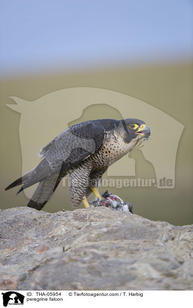 Wanderfalke / peregrine falcon / THA-05954