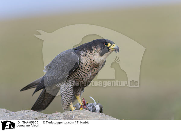 peregrine falcon / THA-05955