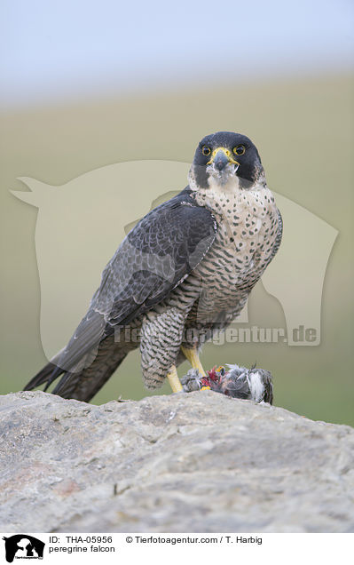 Wanderfalke / peregrine falcon / THA-05956