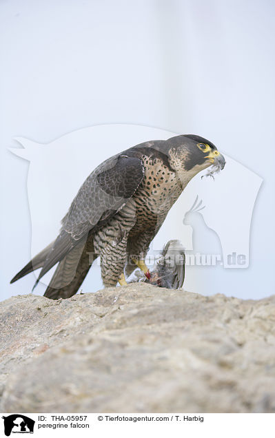 Wanderfalke / peregrine falcon / THA-05957