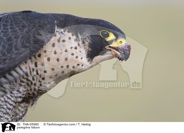 peregrine falcon / THA-05960