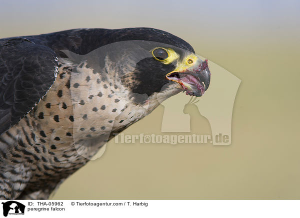 peregrine falcon / THA-05962