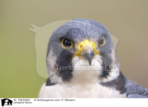 peregrine falcon / PW-04091