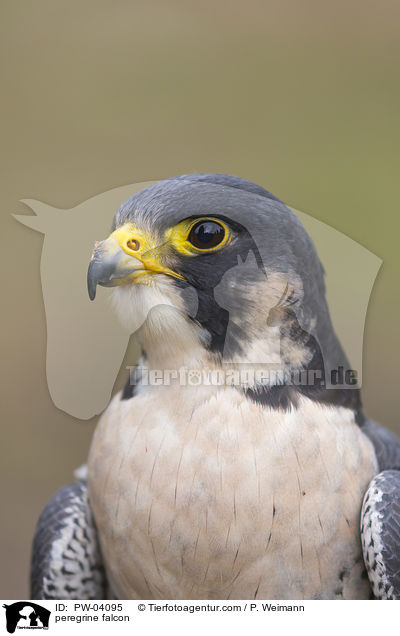 Wanderfalke / peregrine falcon / PW-04095