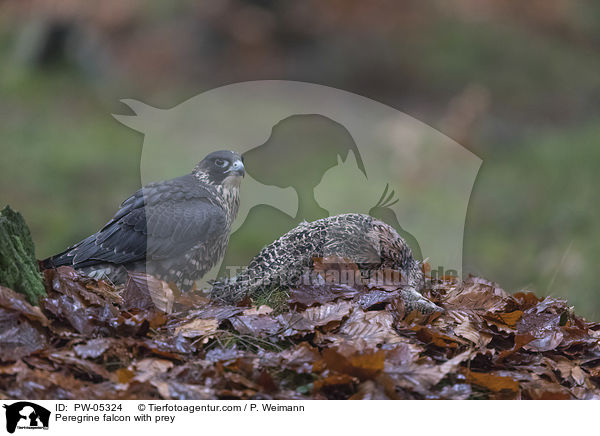 Wanderfalke mit Beute / Peregrine falcon with prey / PW-05324