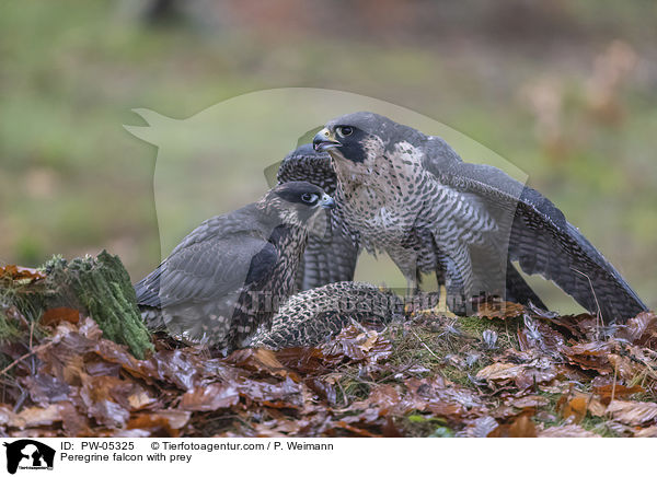 Wanderfalken mit Beute / Peregrine falcon with prey / PW-05325