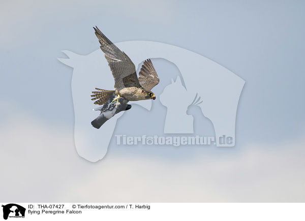 flying Peregrine Falcon / THA-07427