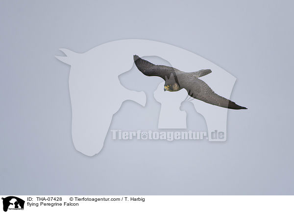 fliegender Wanderfalke / flying Peregrine Falcon / THA-07428