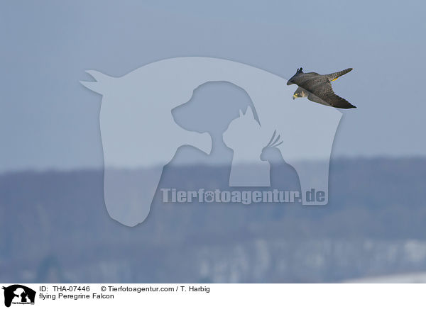 fliegender Wanderfalke / flying Peregrine Falcon / THA-07446