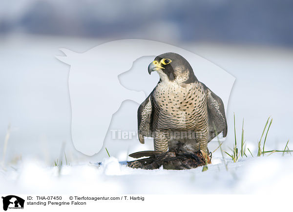 stehender Wanderfalke / standing Peregrine Falcon / THA-07450