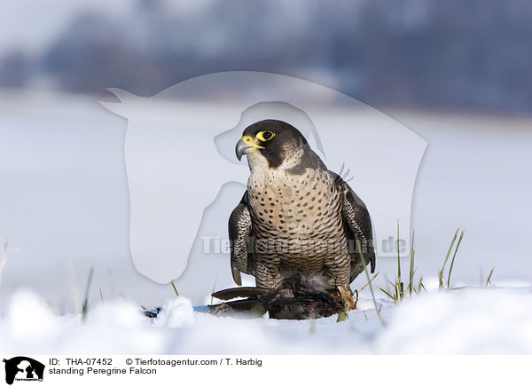 standing Peregrine Falcon / THA-07452