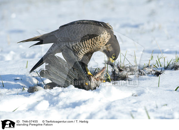stehender Wanderfalke / standing Peregrine Falcon / THA-07455