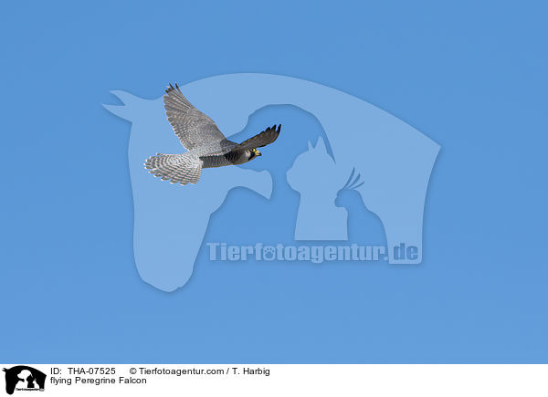 flying Peregrine Falcon / THA-07525