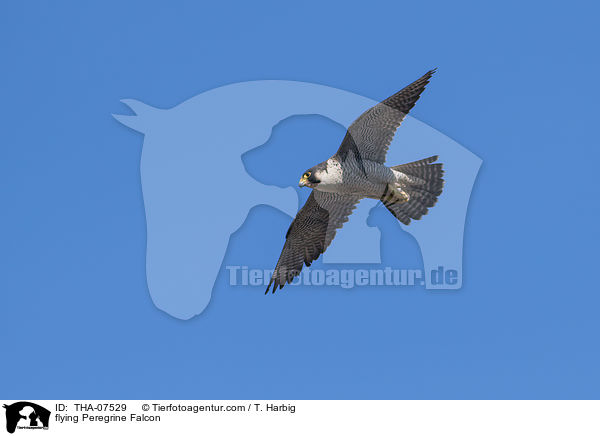 flying Peregrine Falcon / THA-07529