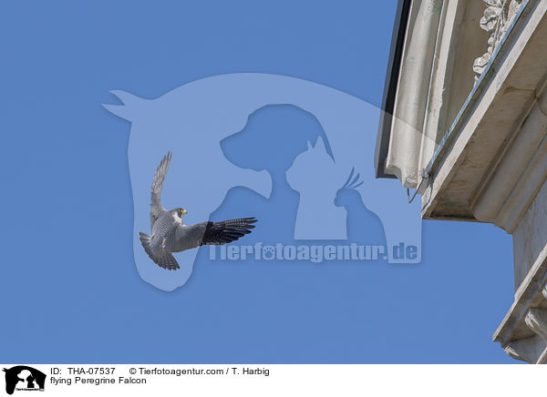 flying Peregrine Falcon / THA-07537