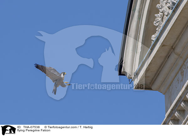 flying Peregrine Falcon / THA-07538