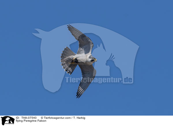 flying Peregrine Falcon / THA-07540