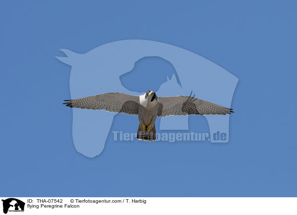 flying Peregrine Falcon / THA-07542