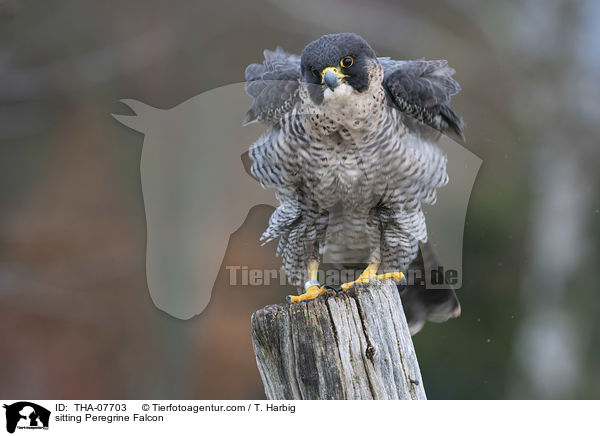 sitzender Wanderfalke / sitting Peregrine Falcon / THA-07703