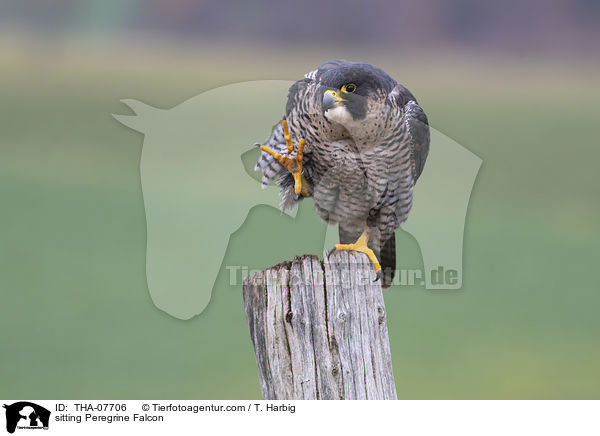 sitzender Wanderfalke / sitting Peregrine Falcon / THA-07706