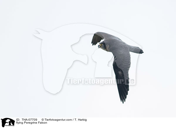 flying Peregrine Falcon / THA-07709