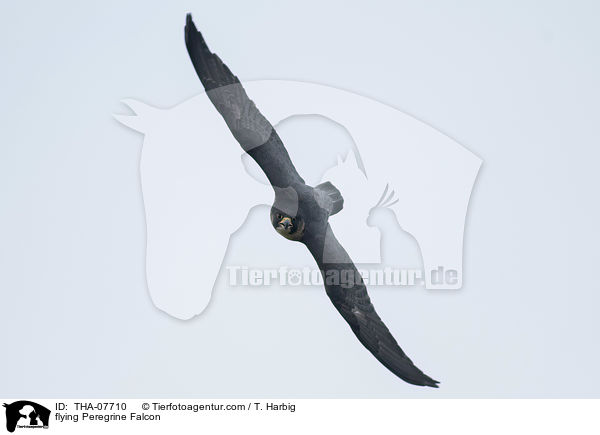 flying Peregrine Falcon / THA-07710