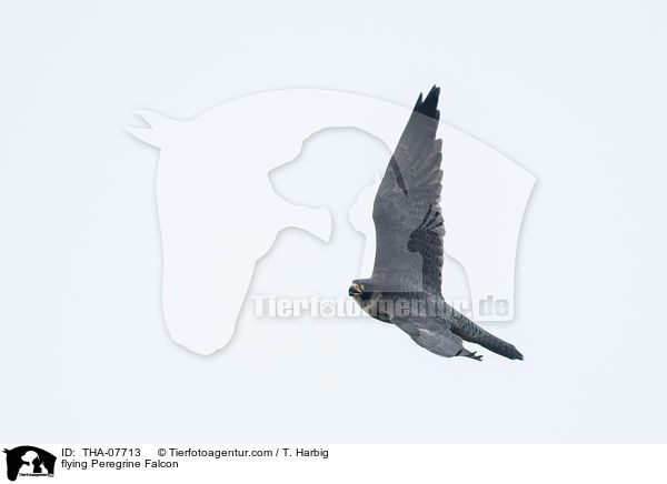 flying Peregrine Falcon / THA-07713