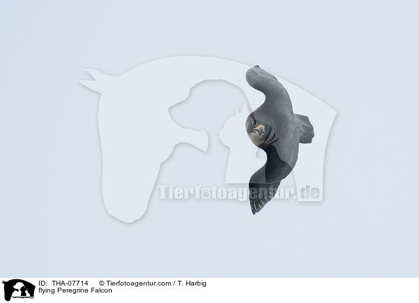 flying Peregrine Falcon / THA-07714