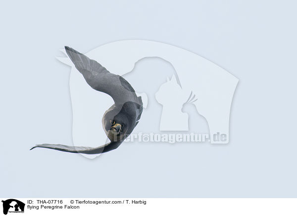 flying Peregrine Falcon / THA-07716