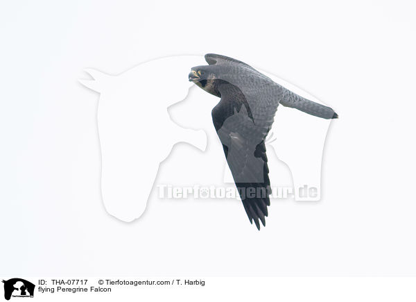 flying Peregrine Falcon / THA-07717