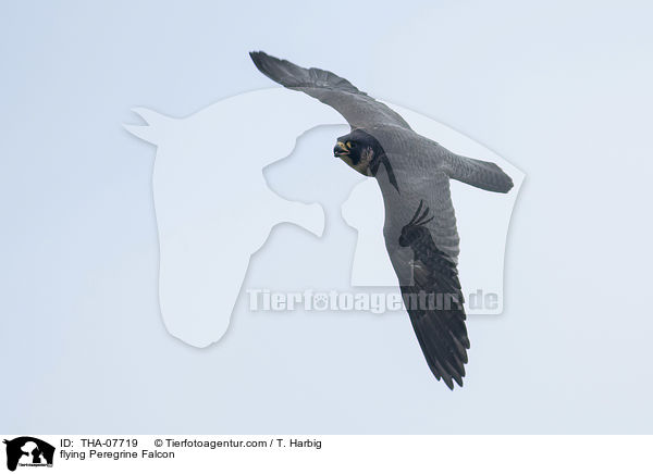 flying Peregrine Falcon / THA-07719