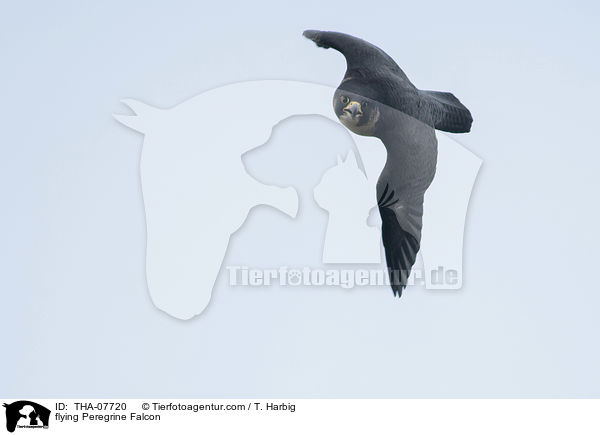 flying Peregrine Falcon / THA-07720