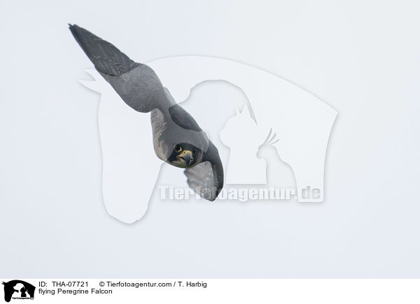 fliegender Wanderfalke / flying Peregrine Falcon / THA-07721