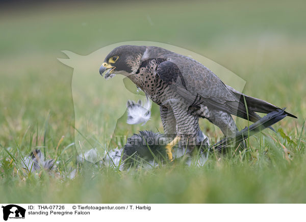standing Peregrine Falcon / THA-07726