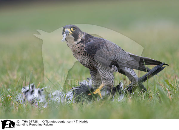 standing Peregrine Falcon / THA-07728