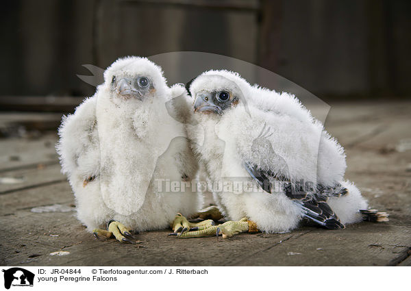 young Peregrine Falcons / JR-04844