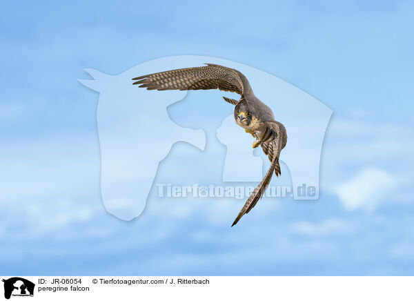 peregrine falcon / JR-06054