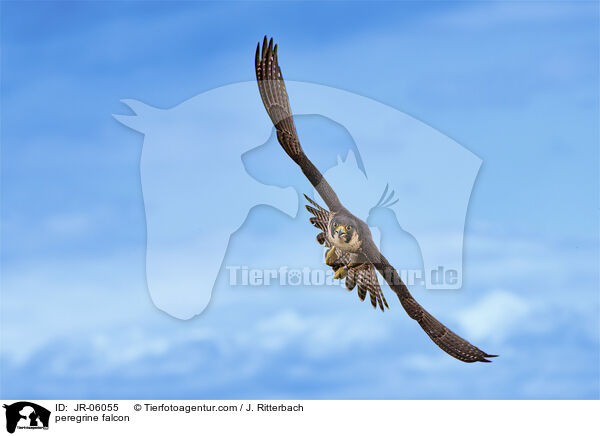 Wanderfalke / peregrine falcon / JR-06055