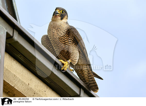 Wanderfalke / peregrine falcon / JR-06056