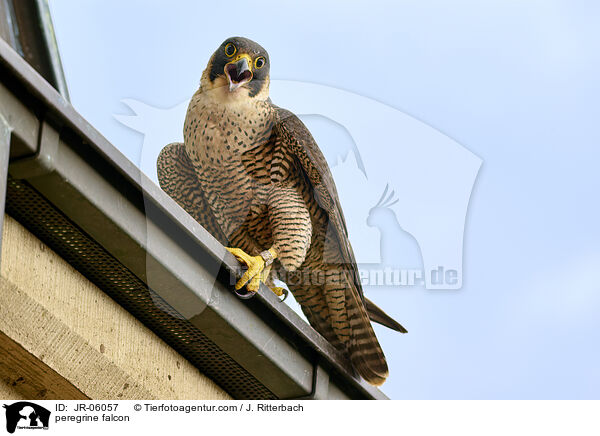 peregrine falcon / JR-06057