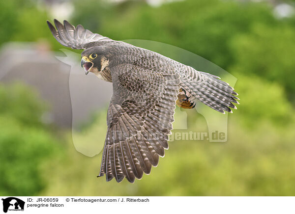 Wanderfalke / peregrine falcon / JR-06059