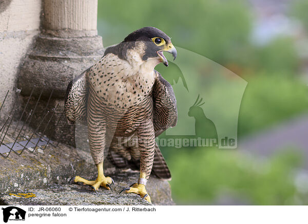 Wanderfalke / peregrine falcon / JR-06060