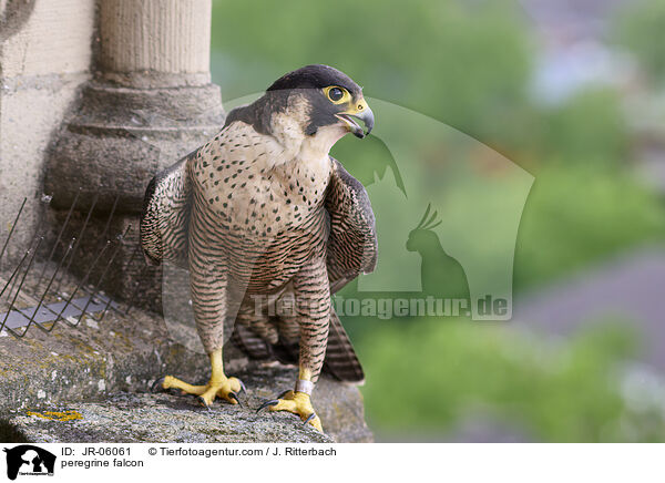 Wanderfalke / peregrine falcon / JR-06061